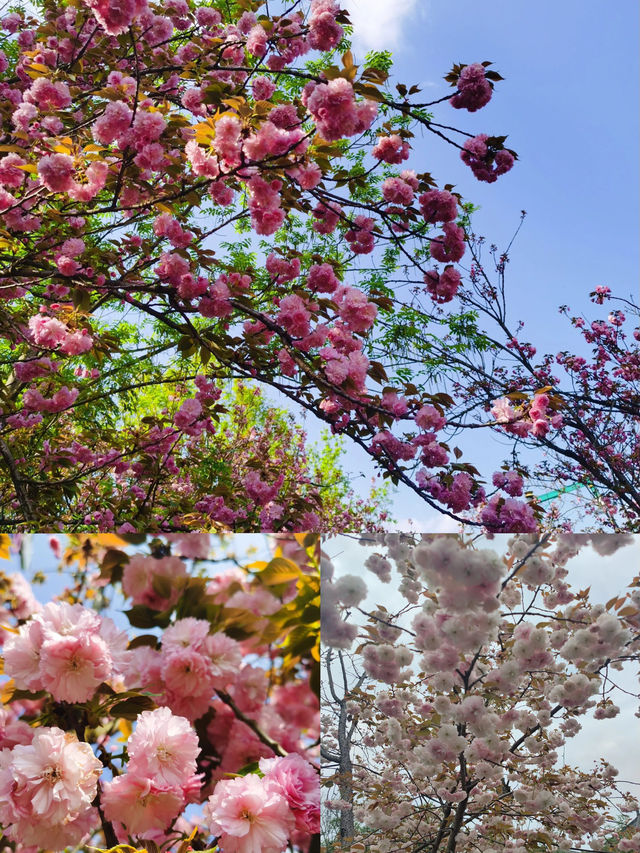春有約，花不誤，年年不相負-四川賞花攻略