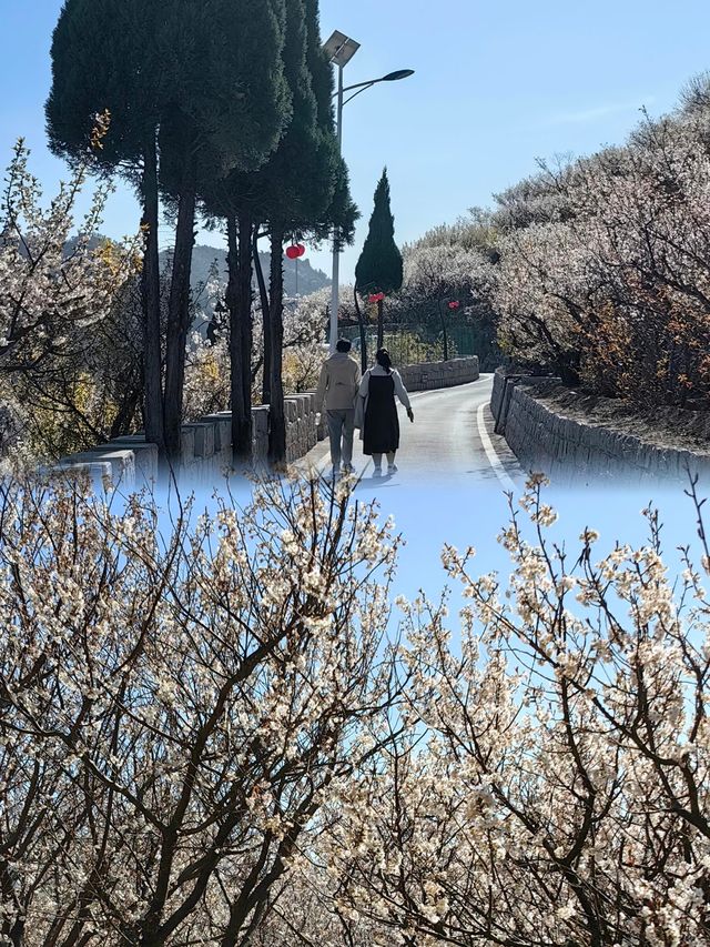 青島的櫻花季也太美了吧！