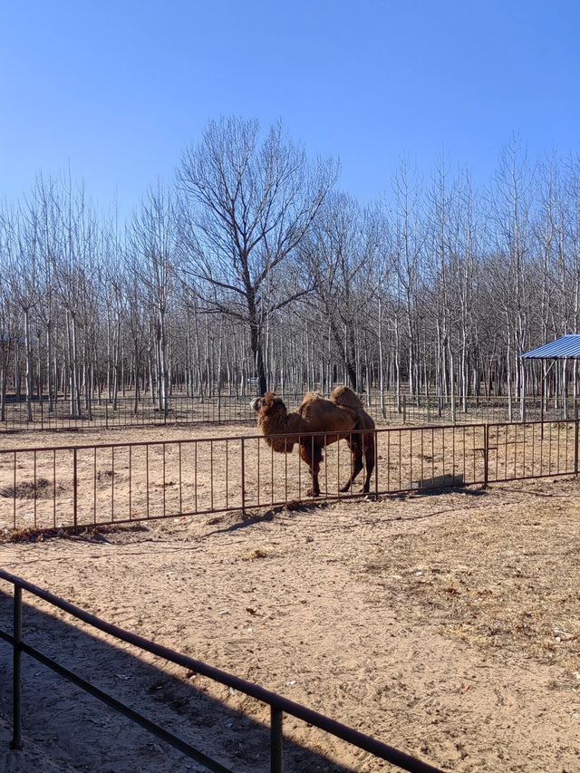 秦皇島野生動物園|帶娃投喂的快樂