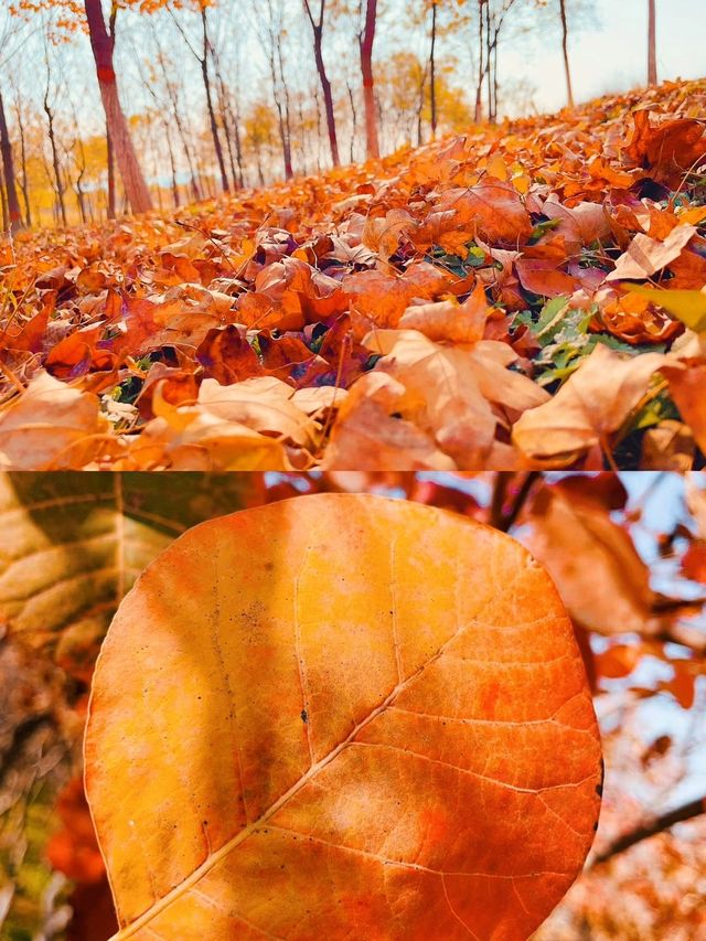 石家莊｜寶藏賞秋地點合集