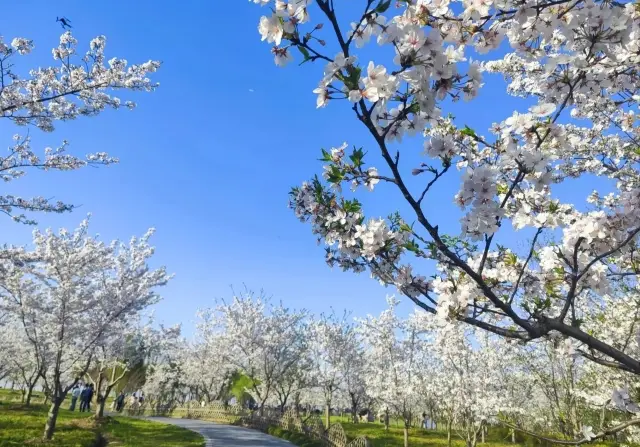 Yangcheng Lake One-Day Tour