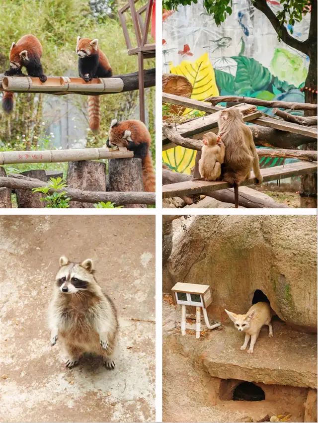 來我家鄉玩一天，廣州動物園