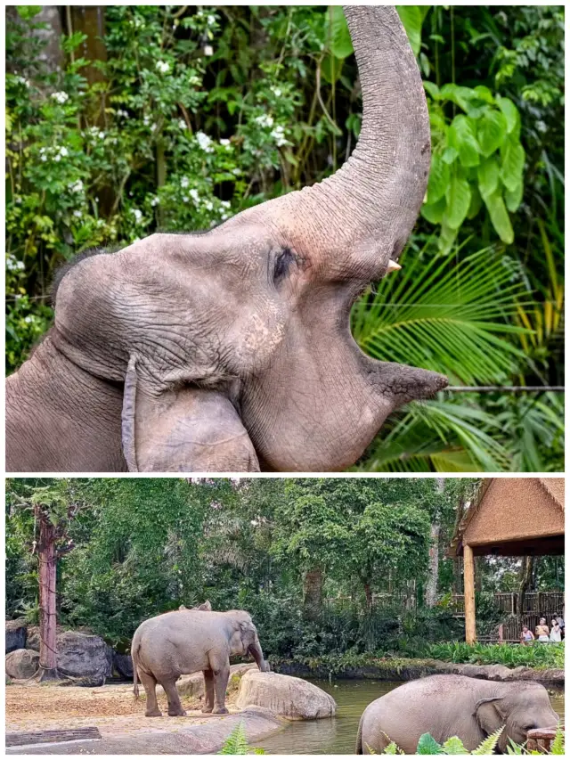 Singapore Zoo | A guide suitable for 99% of people
