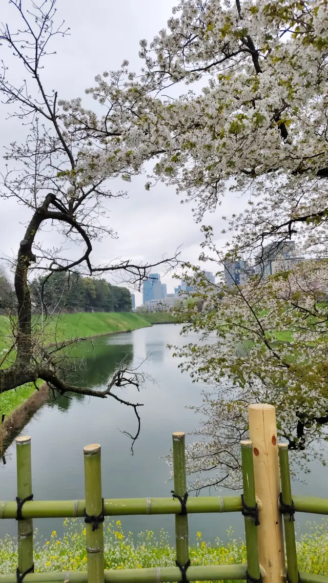 千鳥ヶ淵〜見逃せないアニメの桜（交通ガイド）