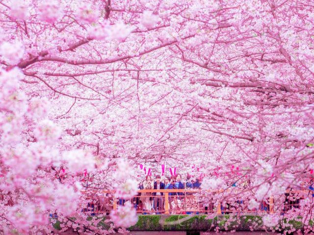 Sakura Blossom in Sakura City