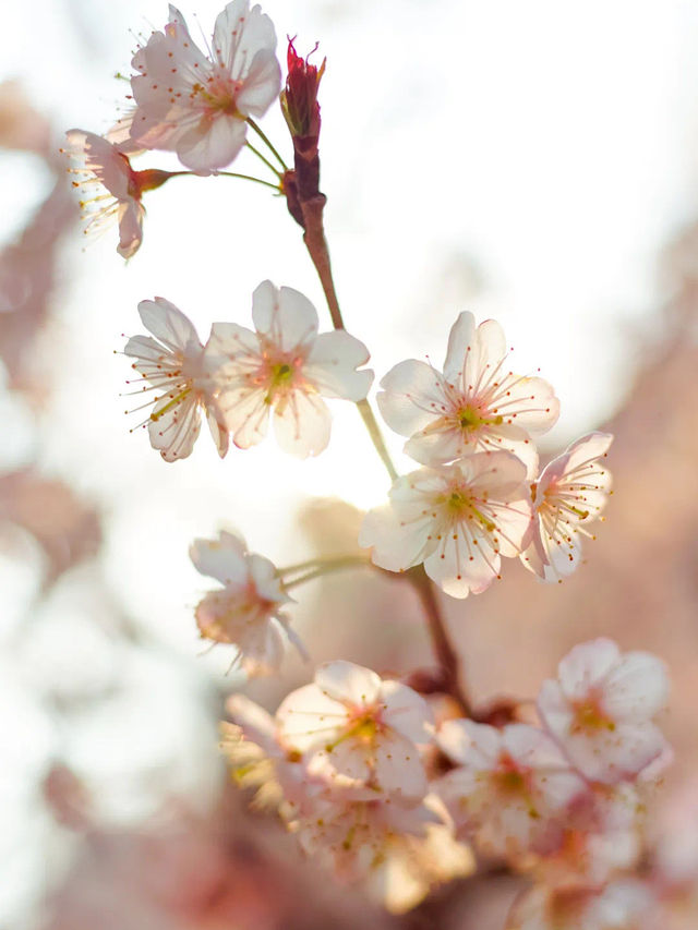 Spring Blossoms at Peking University🌸🏛️