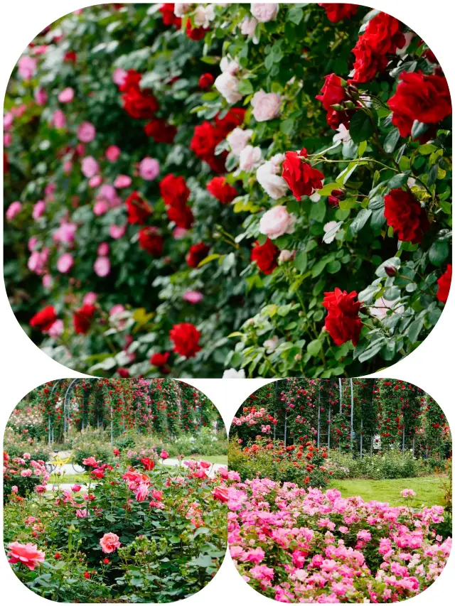 A wonderland after the rain, a dreamy journey through the rose tunnel!