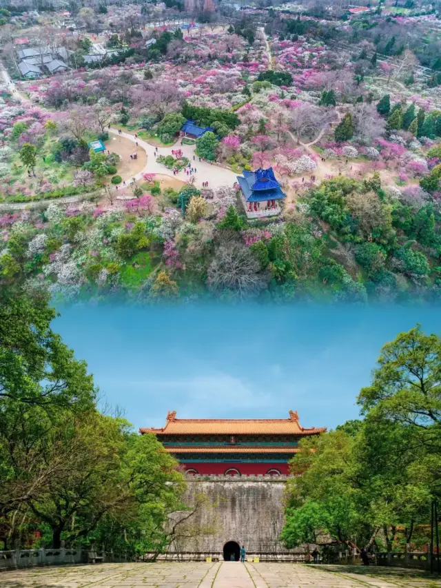 Nanjing Cherry Blossom Viewing Guide, poetry and distance in the spring days