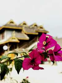 景邁山｜勐本傣寨