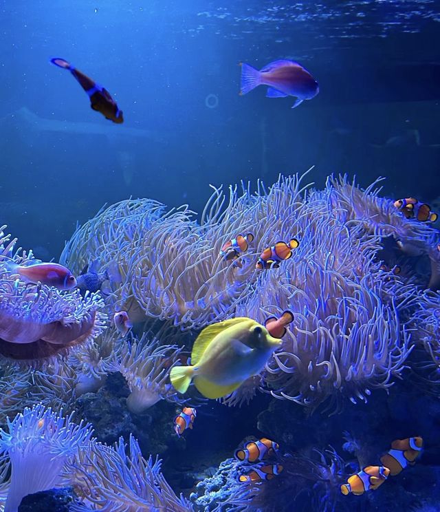 澳洲好玩的地方之一，水族館