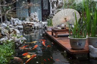 Tongli Ancient Town | Poetic Courtyard, Koi Swimming, Tea-Tasting Inn in the Water, Don't You Want to Come?