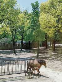 親子遊的絕佳選擇：上海野生動物園，孩子們的動物樂園