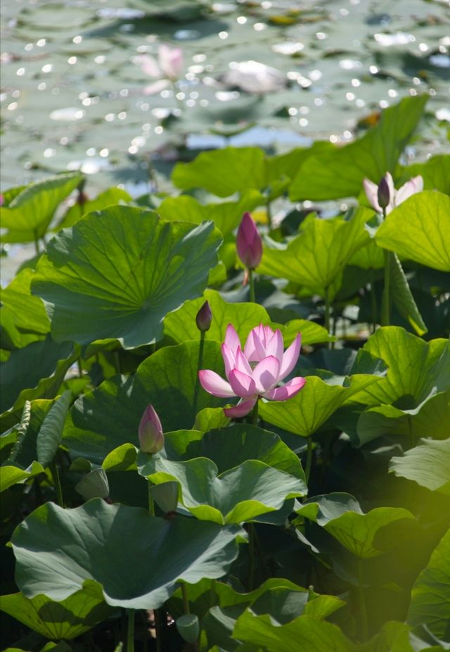 這兒的荷花「拍了拍」你，清涼一夏，「荷」你有約