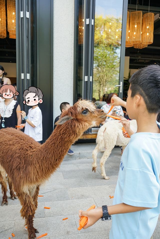 重慶周邊1h避暑|去西湖旁的動物莊園遛娃