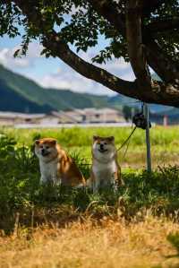 與秋田犬初次親密接觸-夏日陸奧千里行【十】。