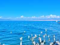 青海湖｜美麗神秘的夢中清湖。