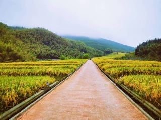 Golden October, the fragrance of rice.