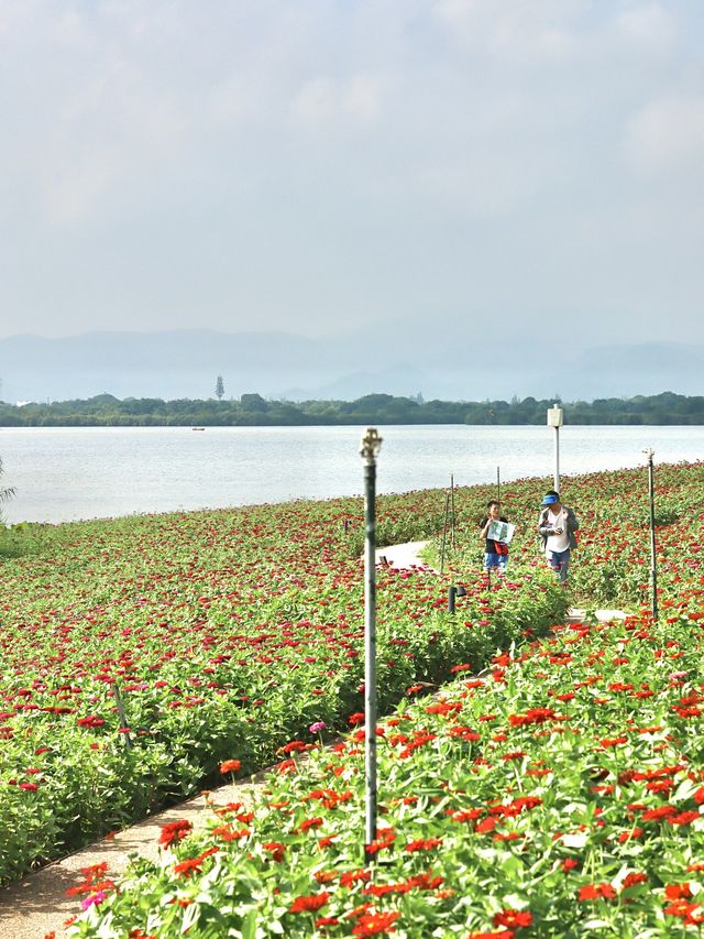 德清下渚湖花海保姆級旅遊攻略。