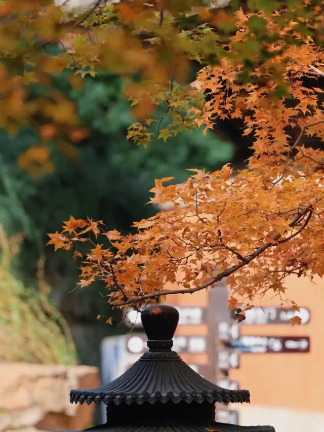 別來別來我一個人看就足夠了。