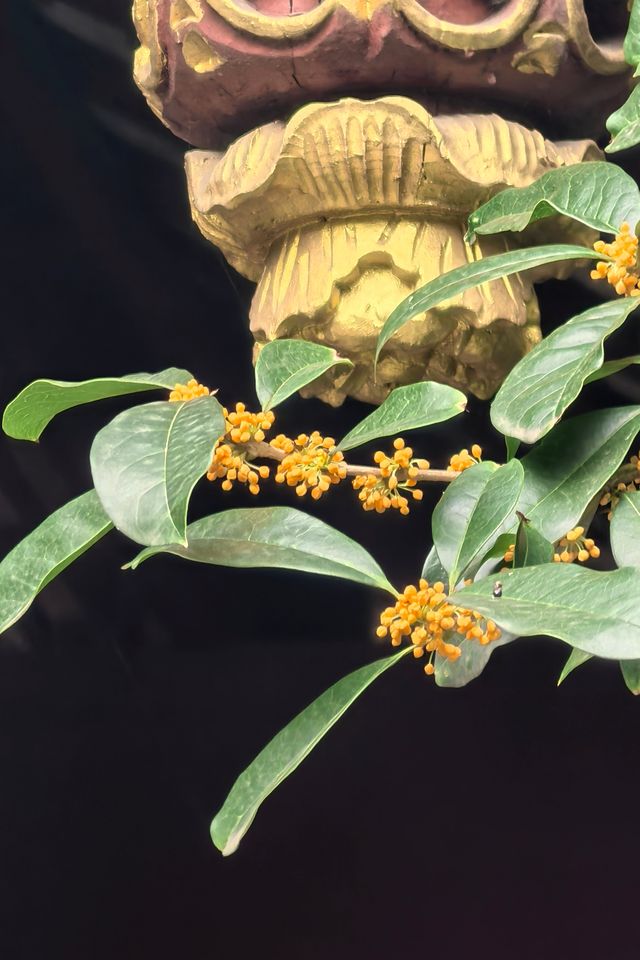 「香城」瀰漫桂花香。