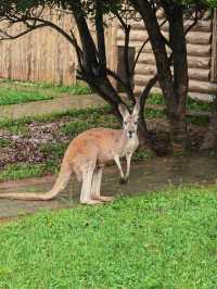 貴州｜森林野生動物園｜充滿自然魅力和野生動物奇觀的地方。