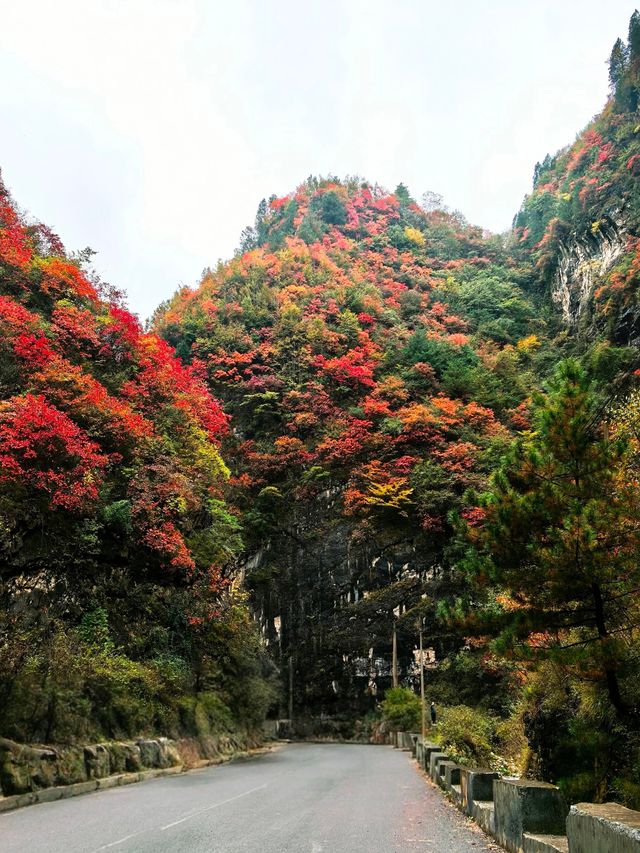【秦嶺秋色】S101公路上的紅葉盛宴與黑龍口美食之旅。