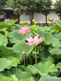 河北保定白洋淀｜感受「華北明珠」的魅力吧。