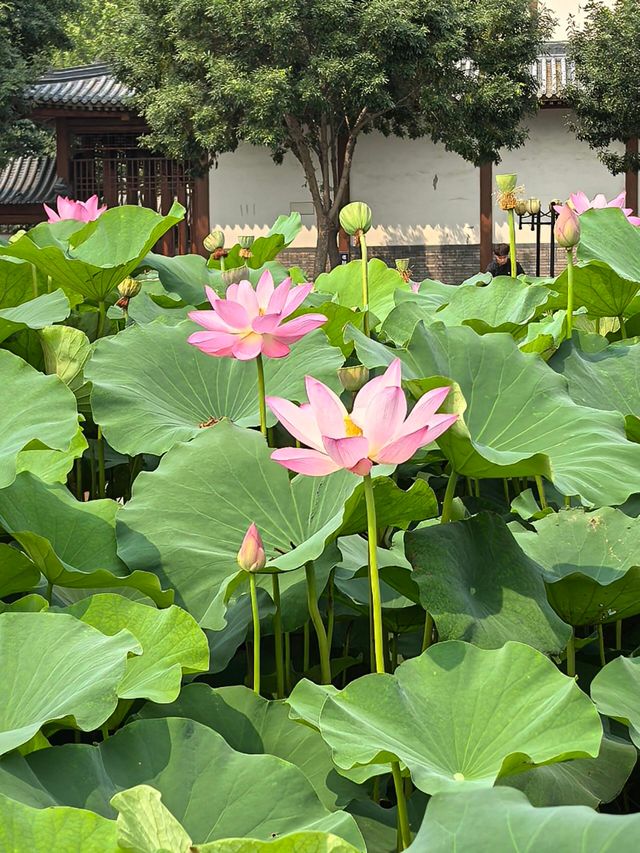 河北保定白洋淀｜感受「華北明珠」的魅力吧。