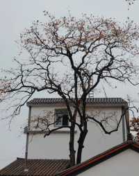 中國甜柿第一村錾子石村，甜蜜滿溢的鄉村傳奇！