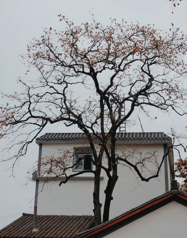中國甜柿第一村錾子石村，甜蜜滿溢的鄉村傳奇！
