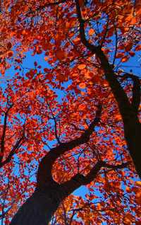 舞彩淺山紅葉燦爛 免費觀賞紅葉勝地。