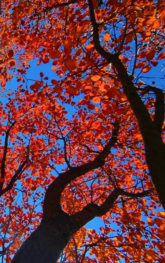 舞彩淺山紅葉燦爛 免費觀賞紅葉勝地。