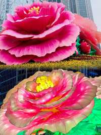 芙蓉城裡觀芙蓉。