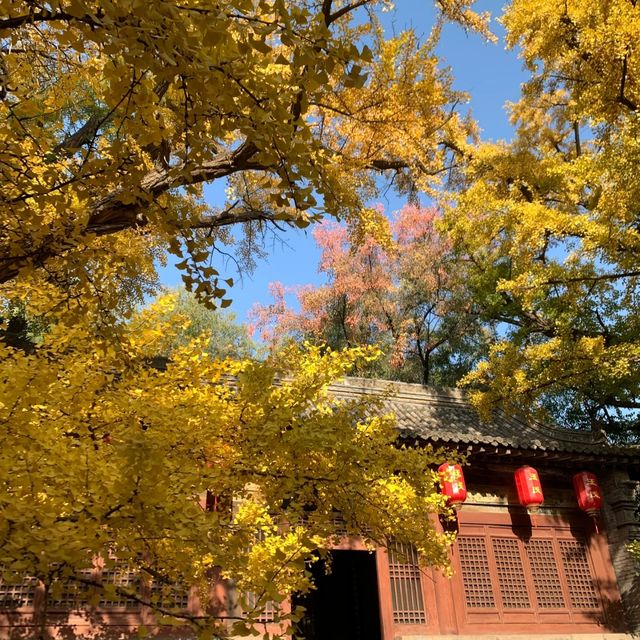 這個秋天被晉祠的銀杏美得令人驚嘆。