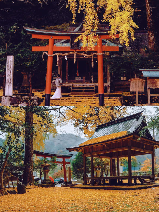 京都銀杏正當時：岩戶落葉神社。