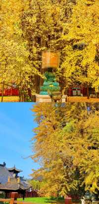 古觀音禪寺裡的千年銀杏樹黃了！