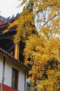 成都周邊1H｜赴一場千年古寺的銀杏之約。