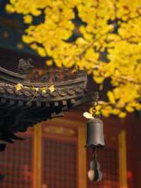 古觀音禪寺千年銀杏攻略：錯過等一年。