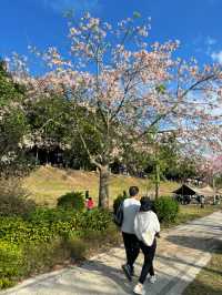 廣州賞花好去處｜花都開好了。