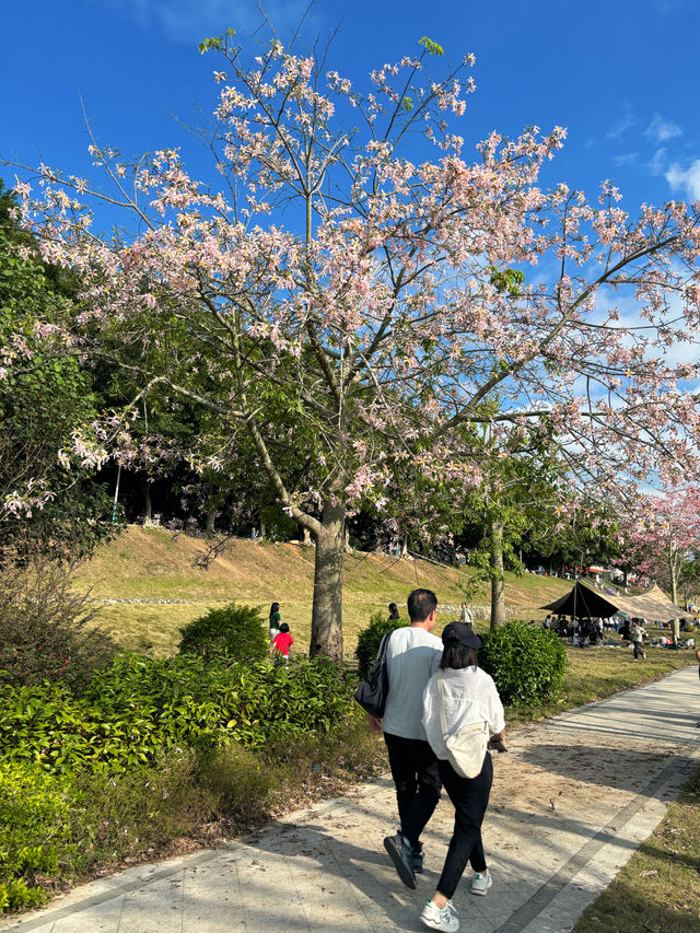 廣州賞花好去處｜花都開好了。