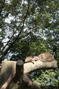 溫州動物園像坐上了去往90年代的穿梭機。
