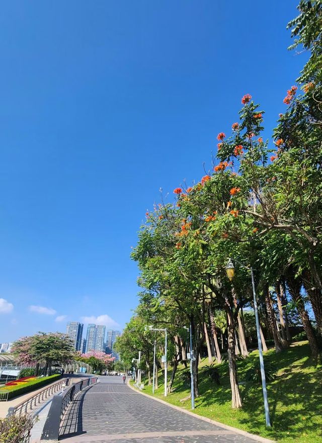 冬天深圳后海中心河公園逛一逛