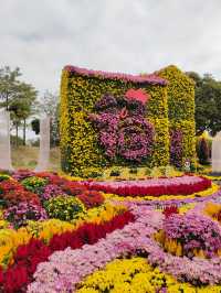 2024年小欖菊花會，賞菊品菊正當時