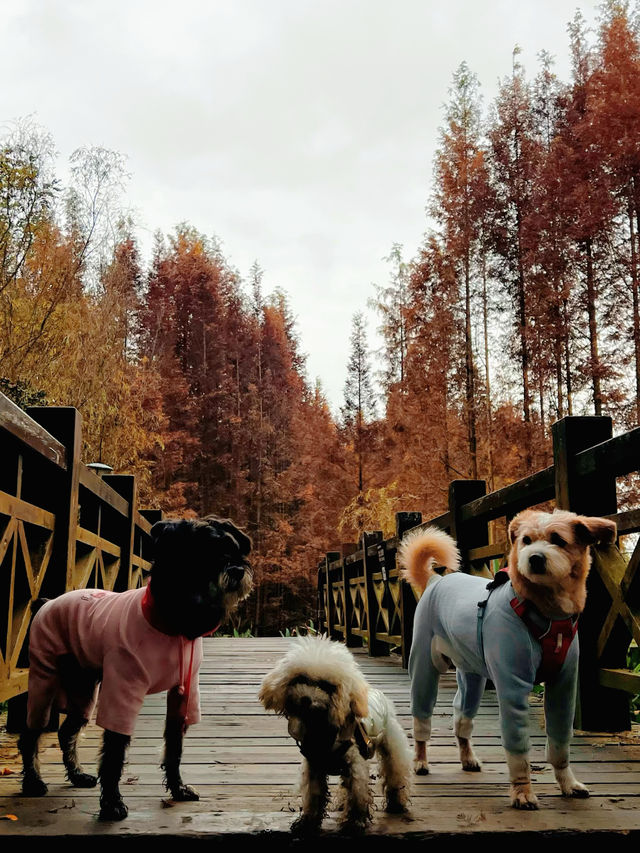 成都水杉紅了，很多人不知道這個寶藏公園