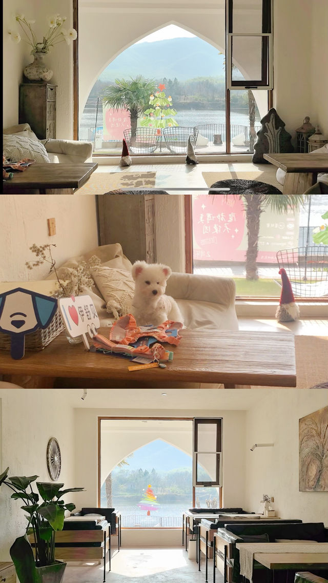 冬日裡不一樣的團建｜狗狗派對嗨翻天