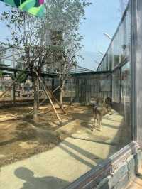 【衝啊】南陽野生動物園，零距離接觸大自然