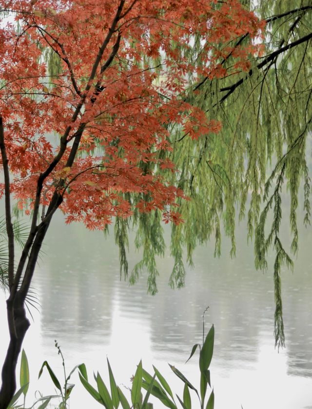 別去江南了，來重慶！我唯一想去無數次的公園