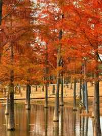 別去擠大夫山了…這裡一片落羽杉大面積紅了！