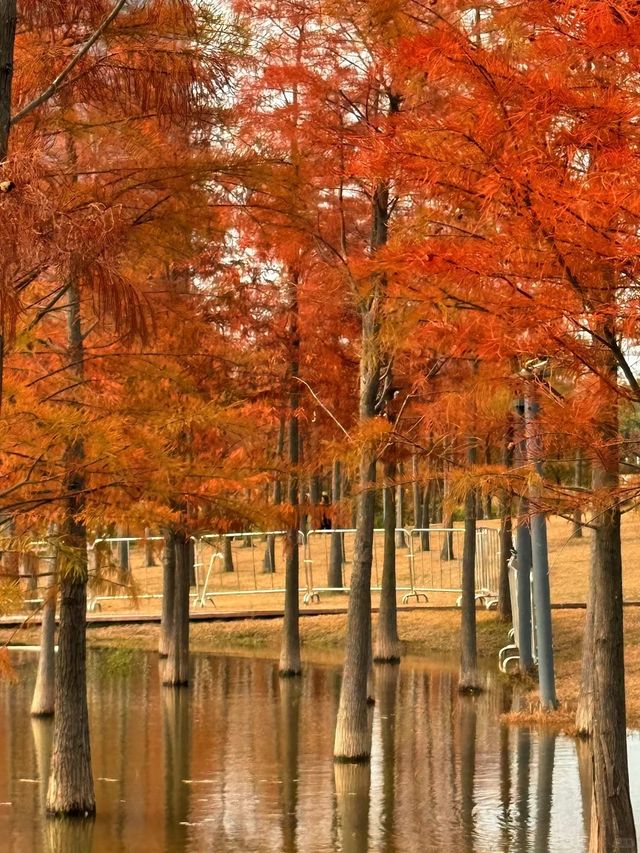 別去擠大夫山了…這裡一片落羽杉大面積紅了！