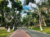 廈門濕地公園落羽杉紅了？？？